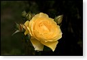 rode rozen roos rosa flora natuur bloem bloemen cultivars cultivar fleurop rosaceae tuin rozentuin valentijn valentijsdag romantiek liefde merci